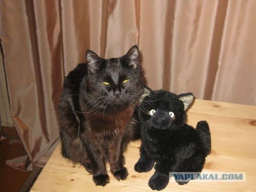 Котовторник (07.02.2012)