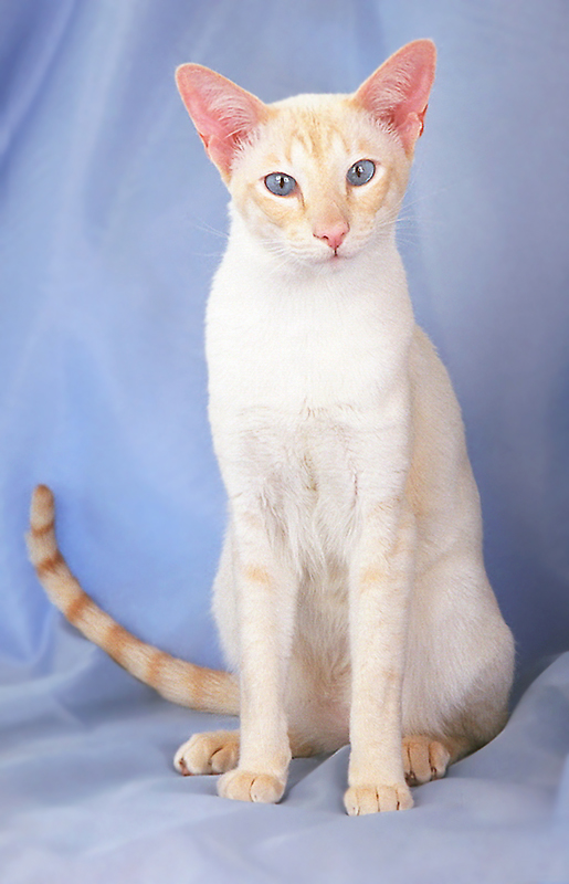 Котовторник (21.02.2012)