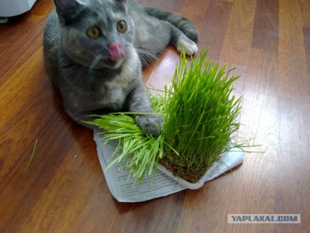 Котовторник 29.05.2012