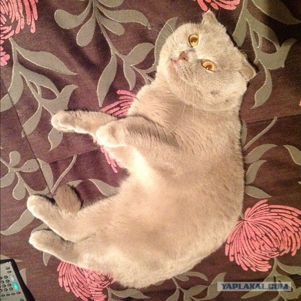 Котовторник  14.08.2012.