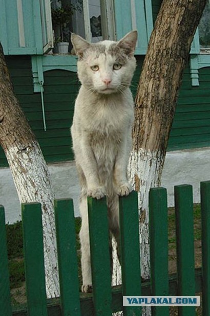 Задорные заборные котэ