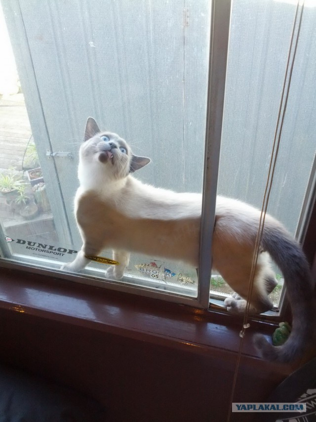 Котаны со странностями