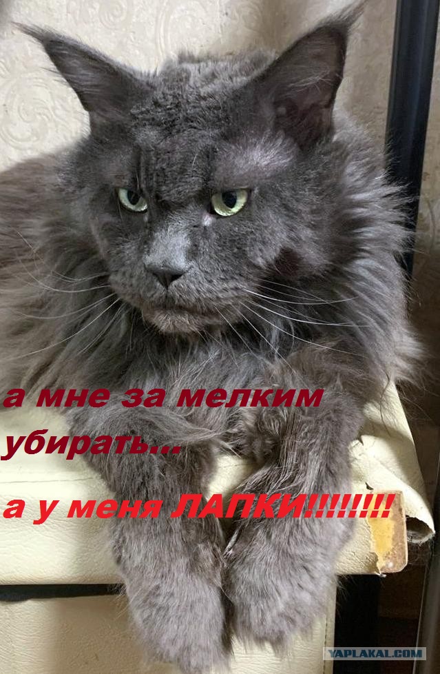 Котэ Веник в котовторник