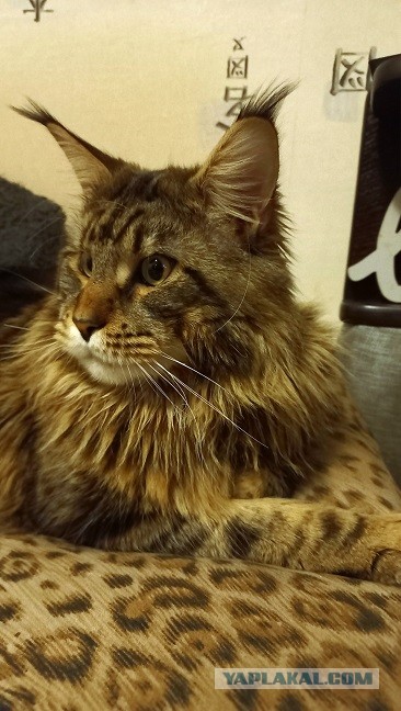 Котовторник вроде.