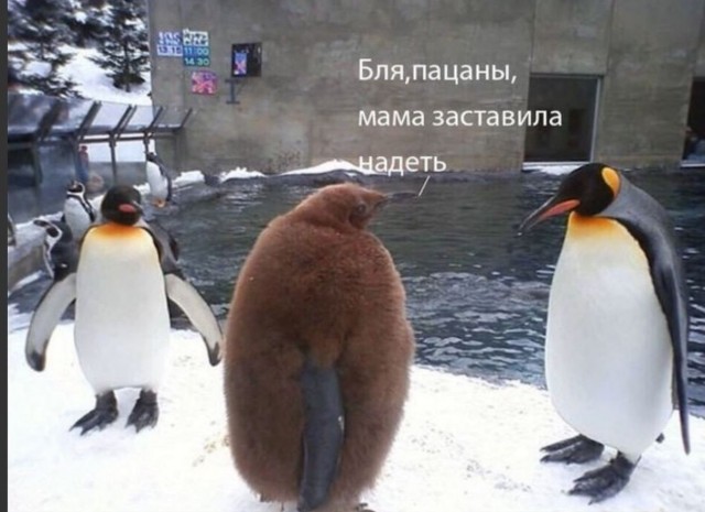 50 оттенков серого. Vol 16. Или самосвал баянов
