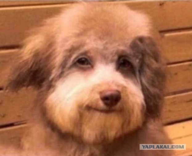 Сейчас в нее полетит куча камней?