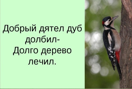 Дятел
