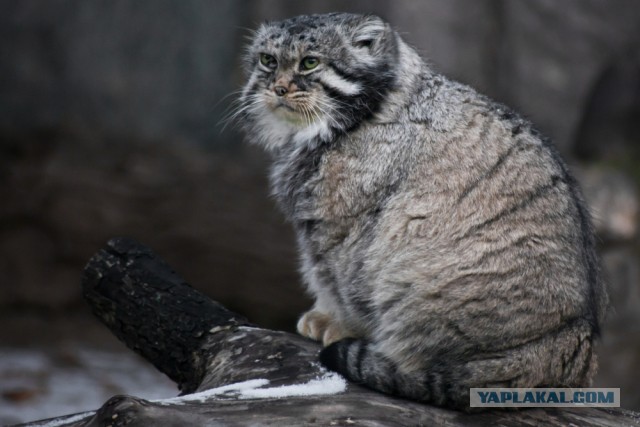 10 любопытных фактов о манулах, которых вы не знали