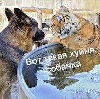 Как сказать завуалированно, что вы тупая