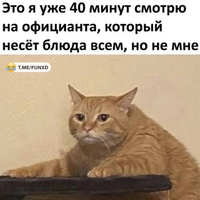 К котовторнику: подборка картинок-баянов с котиками и про котиков. Выпуск 2.