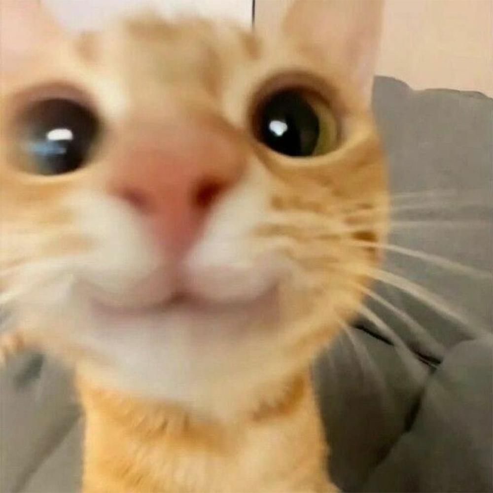 Смешные коты, которые бы победили на конкурсе абсурдных фотографий