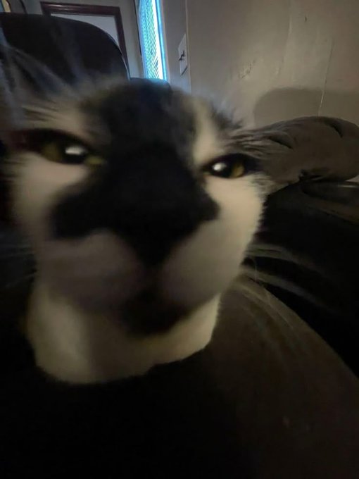 Смешные коты, которые бы победили на конкурсе абсурдных фотографий