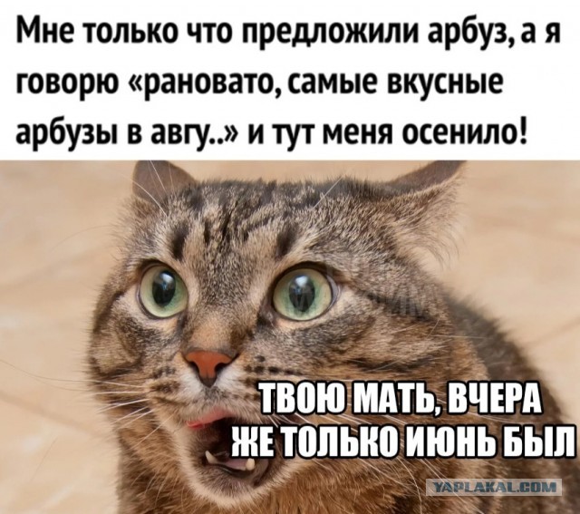 К котовторнику: подборка картинок-баянов с котиками и про котиков. Выпуск 18.