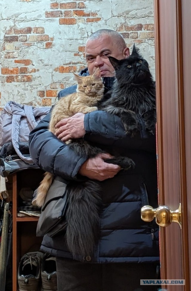 Как встречают домашние любимцы