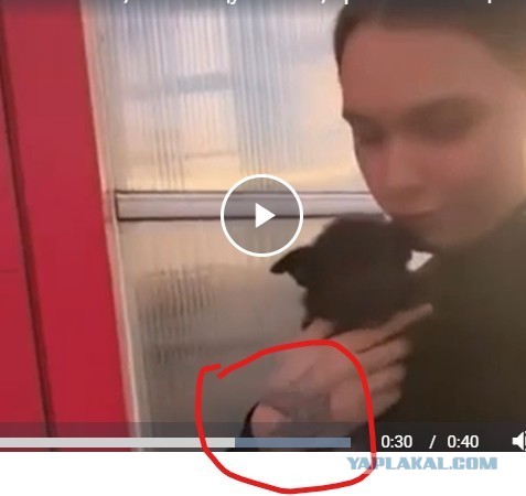 Монахиню, спасающую котят, прогнали от ТЦ в Воронеже, где она раздавала пушистиков