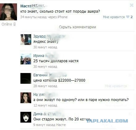 Такую кошку содержать дорого