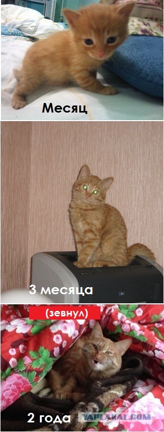Коты и время