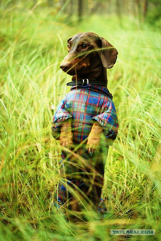 Собакочетверг на 02.01.2014