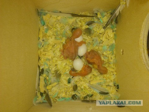 Как я попуганов размножала