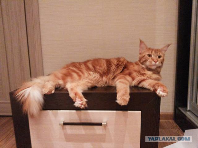 Котовторник 25.02.2014
