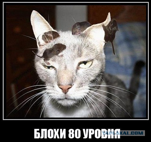 Мышки песчанки