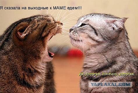 Жена кухарка и муж подкаблучник