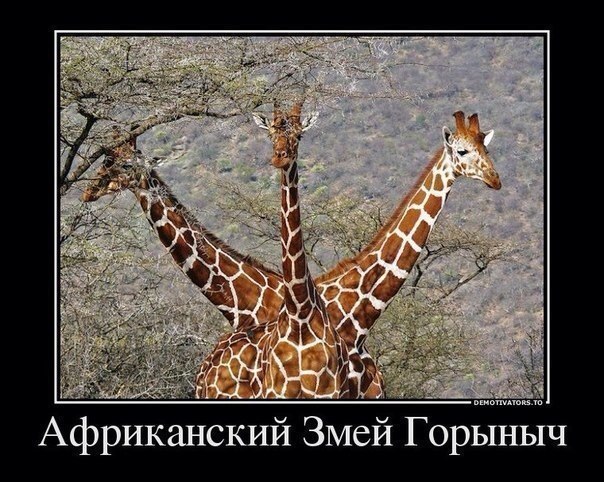 Смешные и не очень картинки из ВК