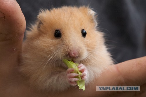 25 удивительных фактов о животных
