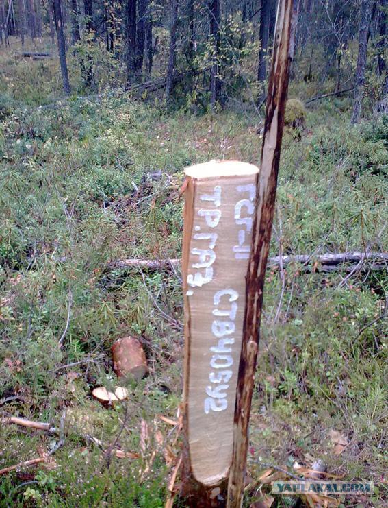 Дары Севера