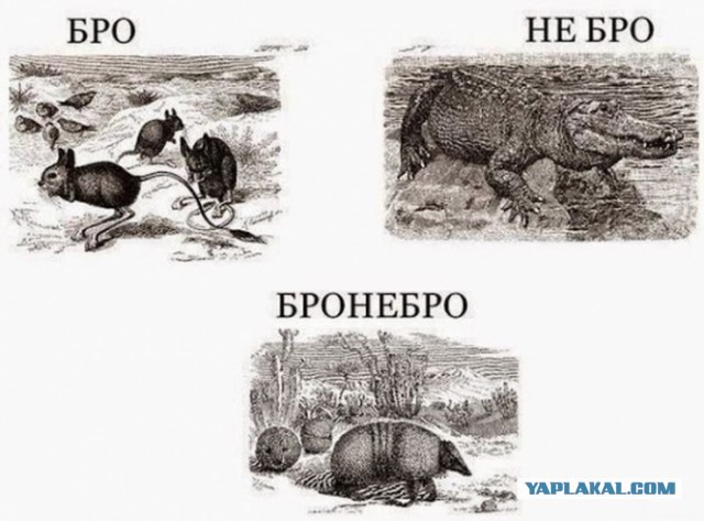 Бро/Не бро