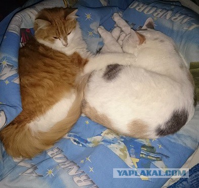 Война с котом.