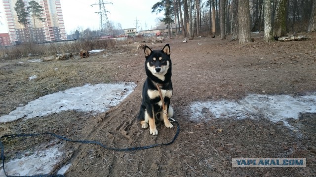 Собакочетверг