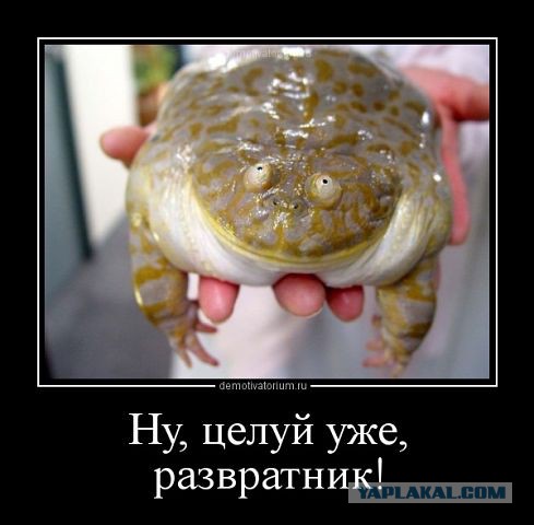 Весёлые картинки
