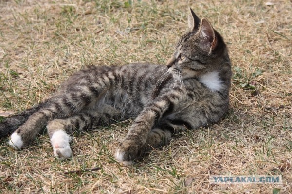 Котовторник  10.11.2015