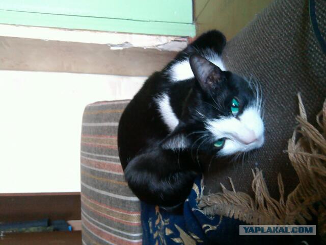 Котовторник 17.11.2015