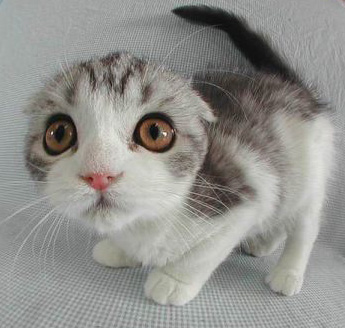 Коты, кошки, котята