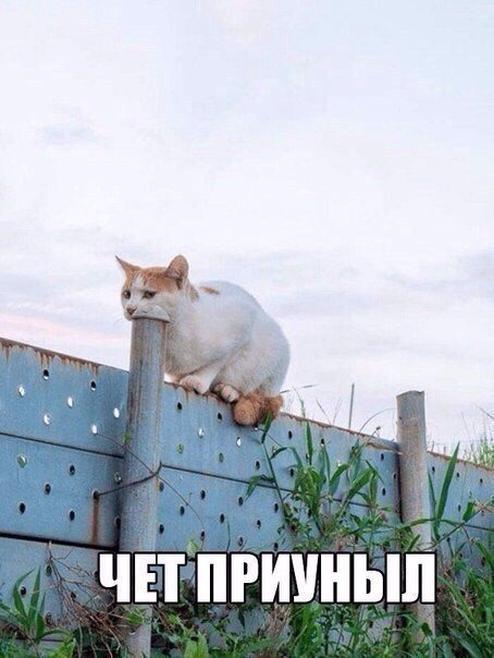 Мохнатые беспредельщики