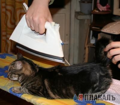 Коты, кошки, котята
