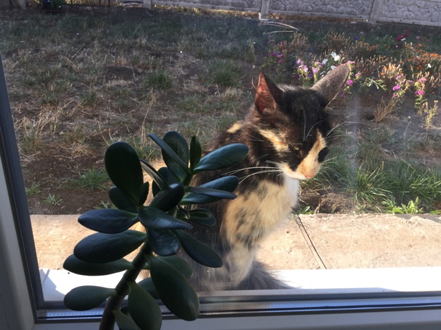 Трёхцветная - значит к счастью!