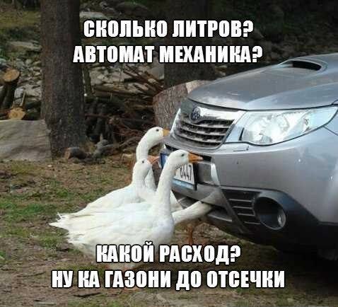 Божьи твари