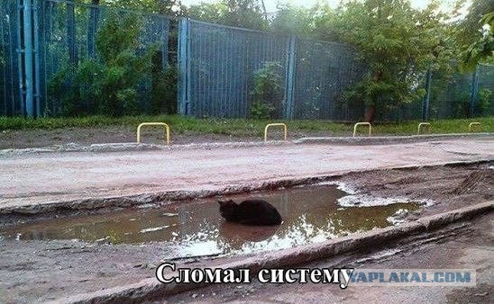 Подборка смешных картинок с надписями