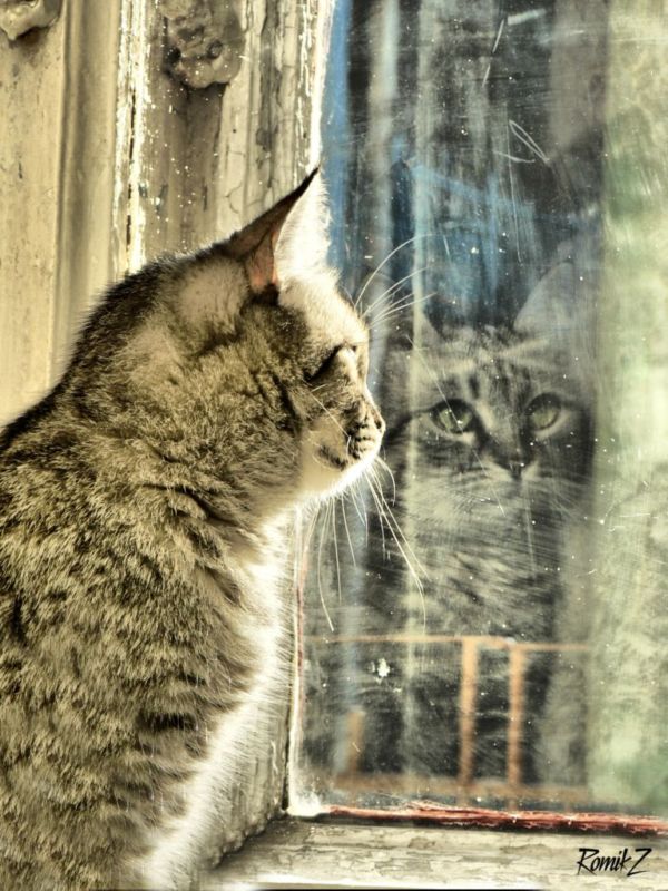 Котовторник на ЯПе! (12.02.08), Ураааа!