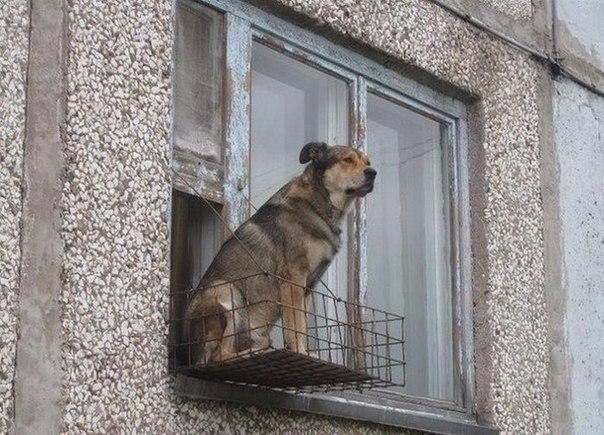 Прикольные животные