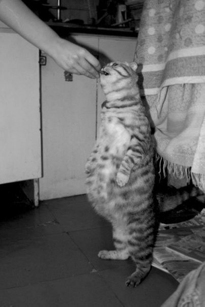 Коты из сети