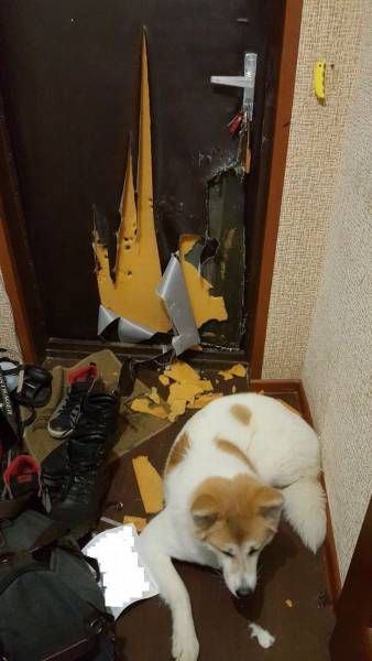 Подборка забавных животных