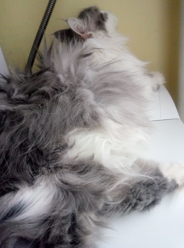 Котовторник 20.06.2017