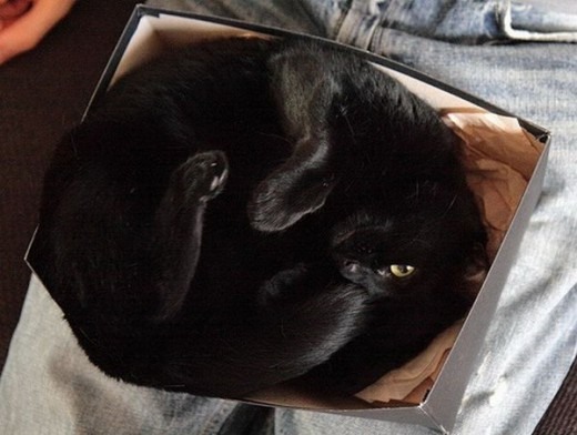 Коты и Кошки