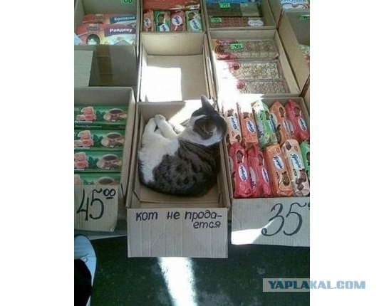 Картинки всякие для поднятия настроения