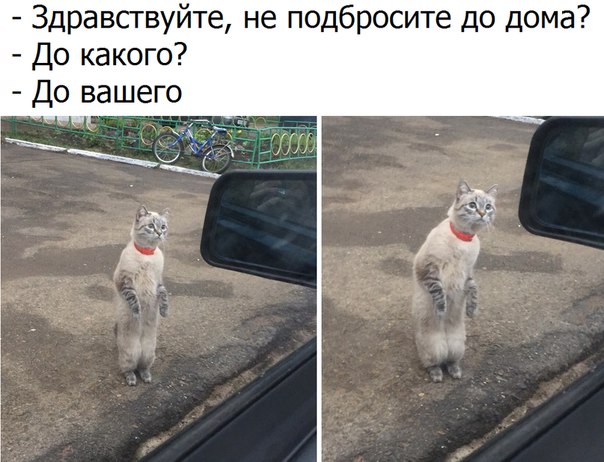 134 картинки для поднятия настроения!