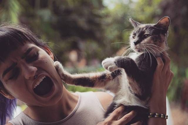 Коты и Кошки